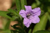 Ruellia_hum