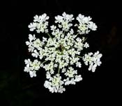 Daucus_carota