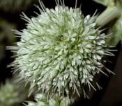 Eryngium_yuc