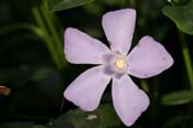 Vinca_minor