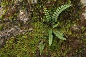 Asplenium_res