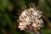 Antennaria_pla