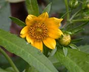 Bidens_cernua