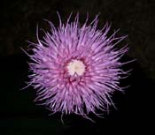 Cirsium_disc