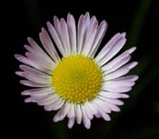 Erigeron_strig