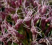 Eupatorium_fis