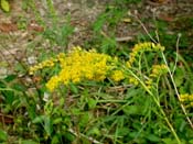 Solidago_junc