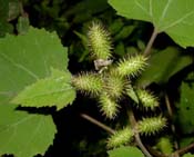 Xanthium_st