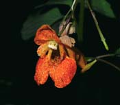 Impatiens_ca