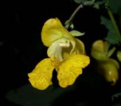 Impatiens_pa