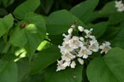 Catalpa_spec