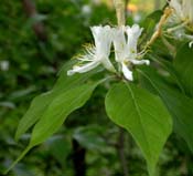 Lonicera_maac