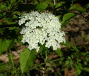 Viburnum_pruni