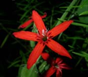 Silene_regia