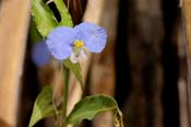 Commelina_ere