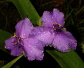 Tradescantia_s