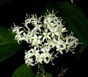 Cornus_drumm