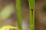 Carex_stricta