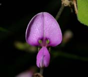 Desmodium_pa