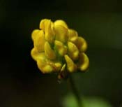 Medicago_lup