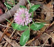 Trifolium_pra