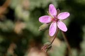 Erodium_cic