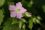 Geranium_mac