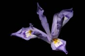 Iris_cristata