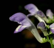 Scutellaria_in