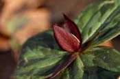 Trillium_ses