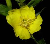 Oenothera_bi