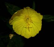 Oenothera_pi