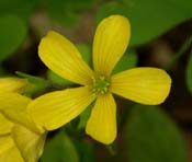 Oxalis_grandis