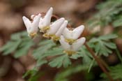 Dicentra_cuc