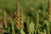 Plantago_virg