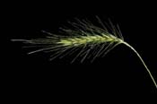 Elymus_canad