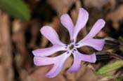 Phlox_bifida