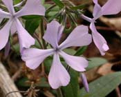 Phlox_divar