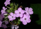 Phlox_panic