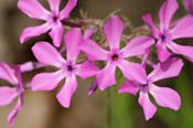 Phlox_pilosa