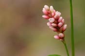 Persicaria_mac