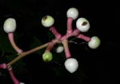 Actaea_alba