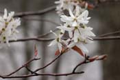 Amelanchier