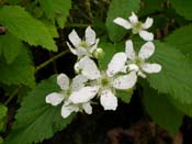 Rubus_allegh