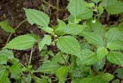 Pilea_pumila