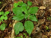 Urtica_dioic