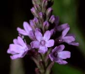 Verbena_has