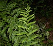 Athyrium_fi-fe