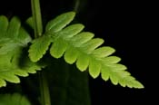 Dryopteris_cris