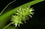 Carex_cephal